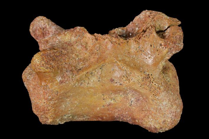 Fossil Dinosaur Vertebra - Morocco #144829